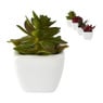 Vetplantjes - klein in pot - diverse varianten