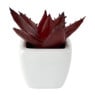 Vetplantjes - klein in pot - diverse varianten