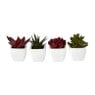 Vetplantjes - klein in pot - diverse varianten