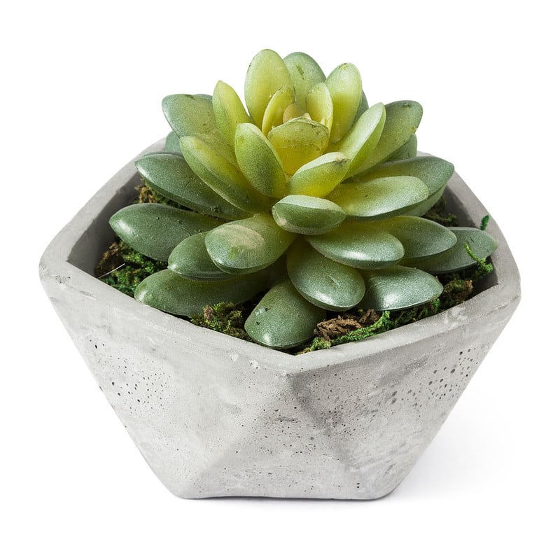 Vetplantje in cement potje - laag - 11x6 cm 