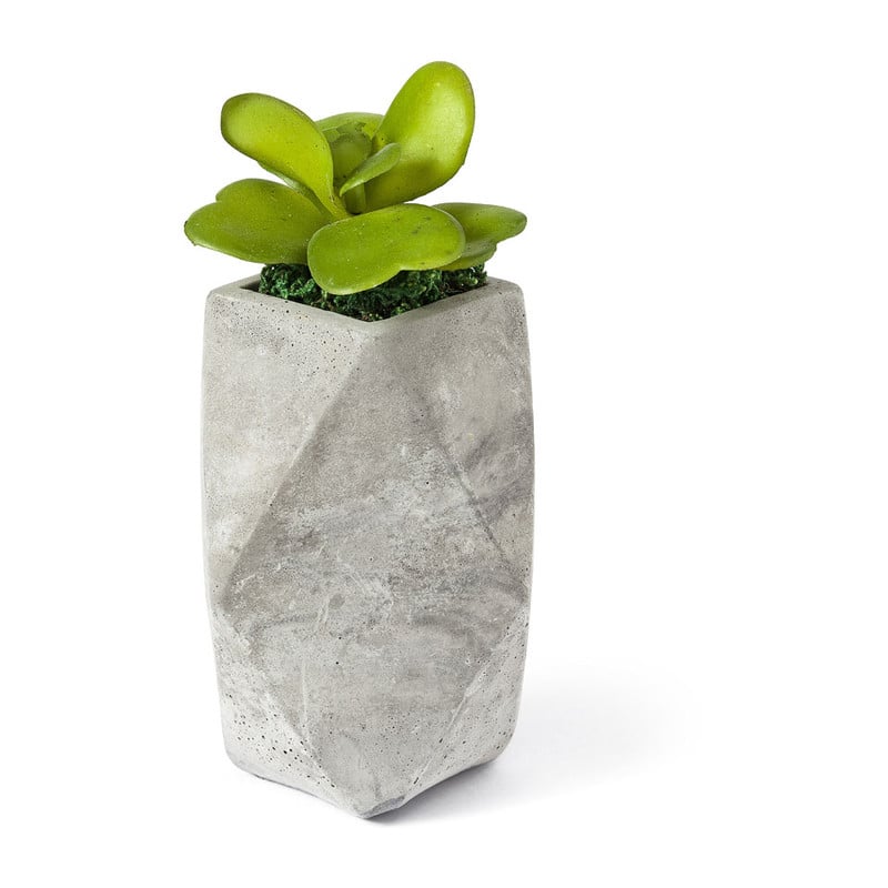 Vetplantje in cement potje - hoog - 7x12 cm 