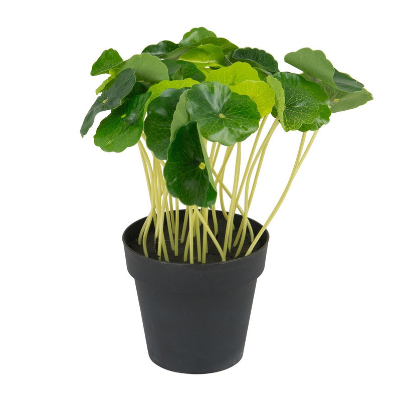 Pannenkoekenplant in pot