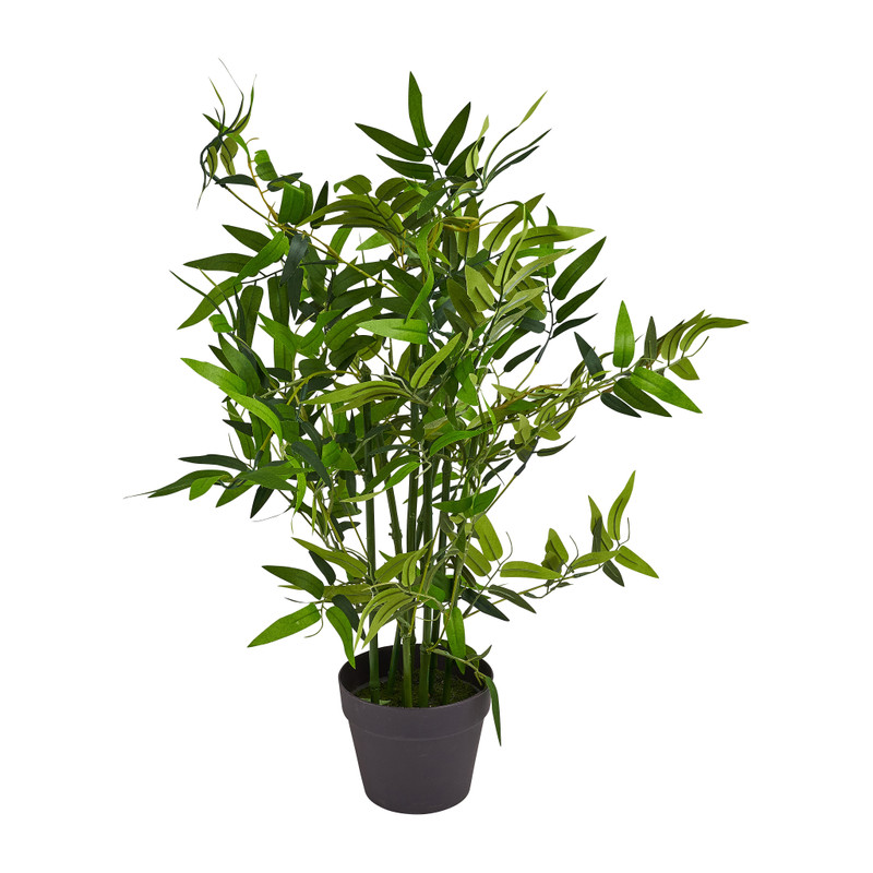 Bamboe plant in pot - 60 cm