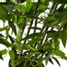 Bamboe plant in pot - 60 cm
