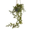 Hangplant in pot - 55 cm