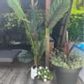 Palm kunstplant xl - 170 cm