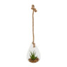Plant in glazen hanger - diverse varianten - 12x11x19 cm