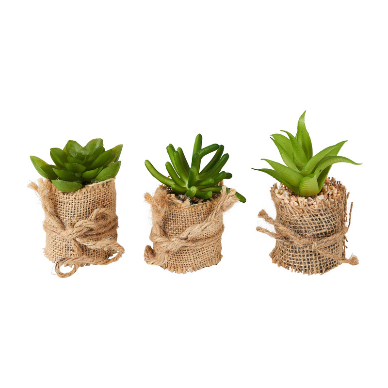 Vetplant met jute rand - diverse varianten