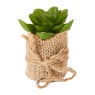 Vetplant met jute rand - diverse varianten