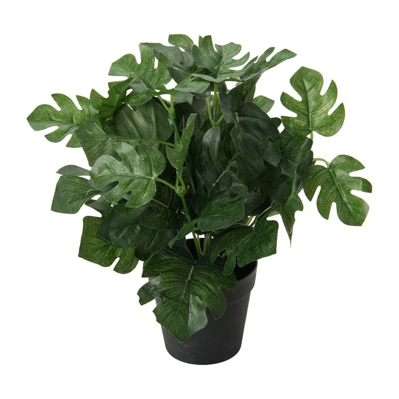 Gatenplant