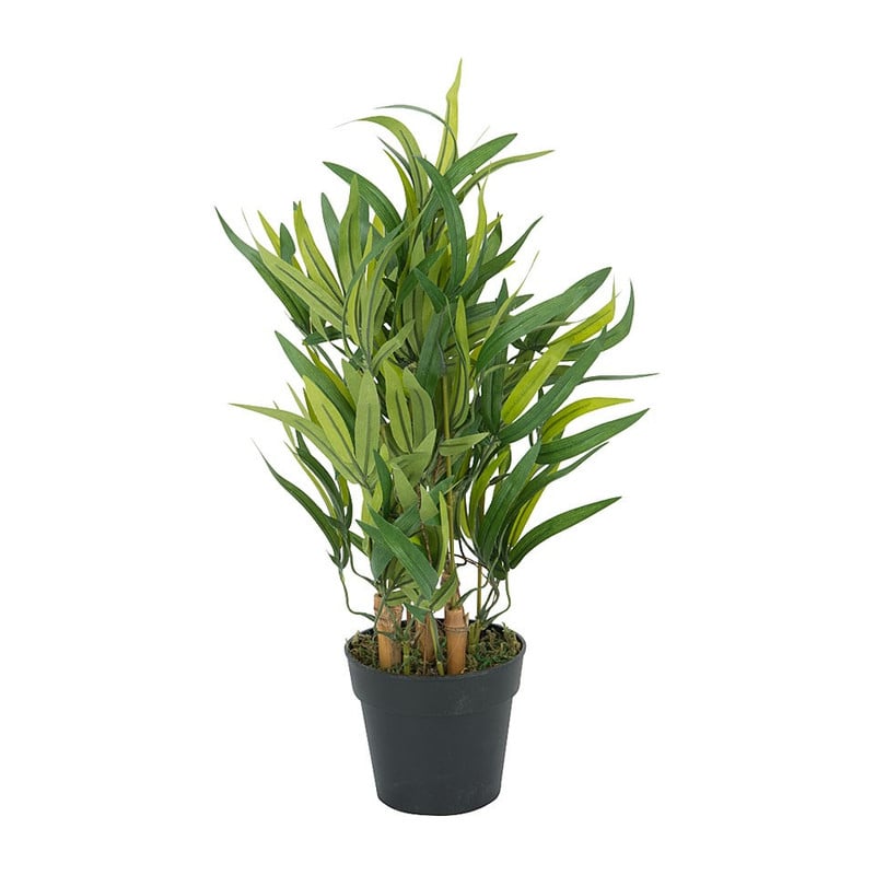Bamboeplantje in pot