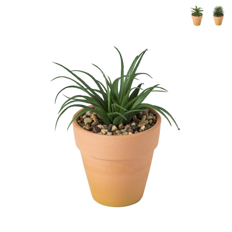 Vetplantje in pot - diverse varianten 