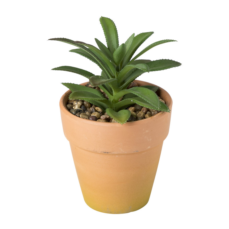 Vetplantje in pot - diverse varianten 