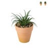Vetplantje in pot - diverse varianten 
