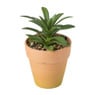 Vetplantje in pot - diverse varianten 