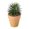 Vetplantje in pot - diverse varianten 