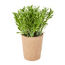 Wijnruit plantje - ⌀6x20 cm