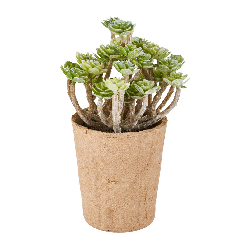 Kroosvaren plantje - ⌀6x20 cm