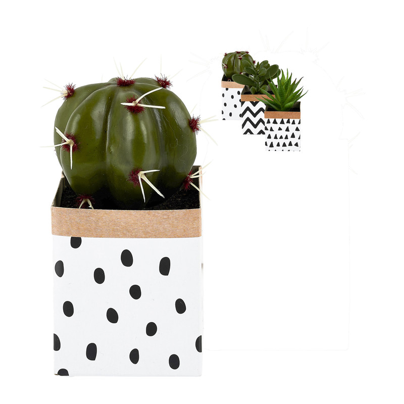 Vetplantje potje papier - diverse soorten - 10 cm