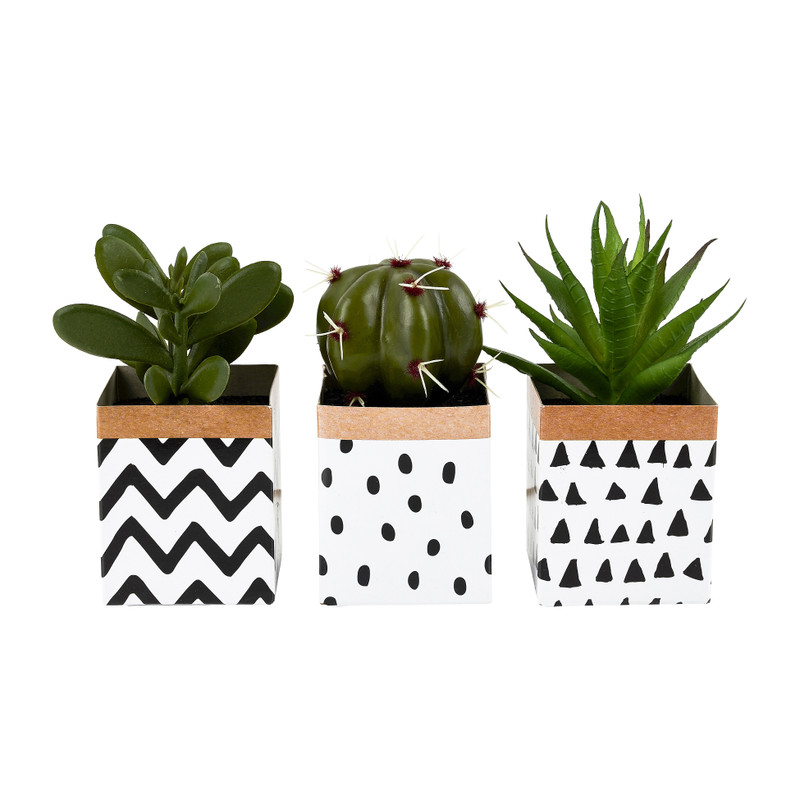 Vetplantje potje papier - diverse soorten - 10 cm