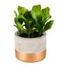 Sla kunstplantje in cement pot - ⌀8x14 cm