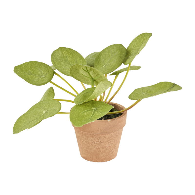 Pannenkoekenplant - 14 cm