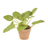 Pannenkoekenplant - 14 cm