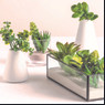 Planten takjes - set van 6