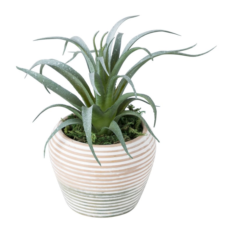 Vetplantje in keramiek pot - 8x15 cm