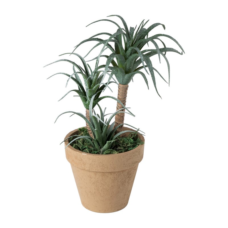 Vetplantje in keramiek pot - 10x26 cm
