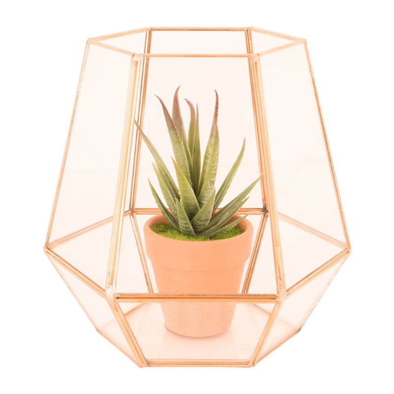 Cactus is diamantvorm hoog