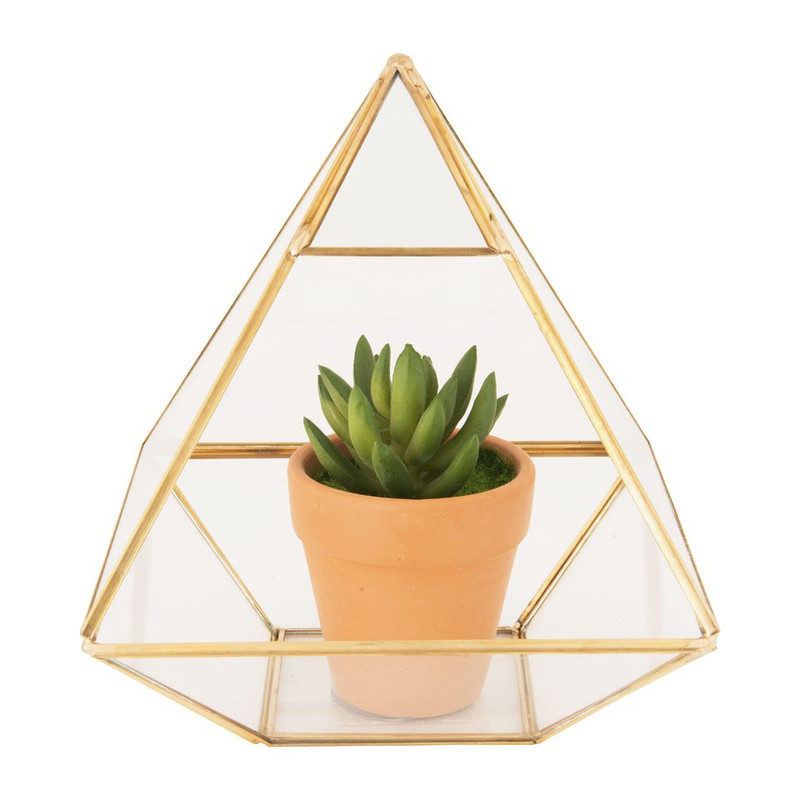 Cactus is driehoekvorm