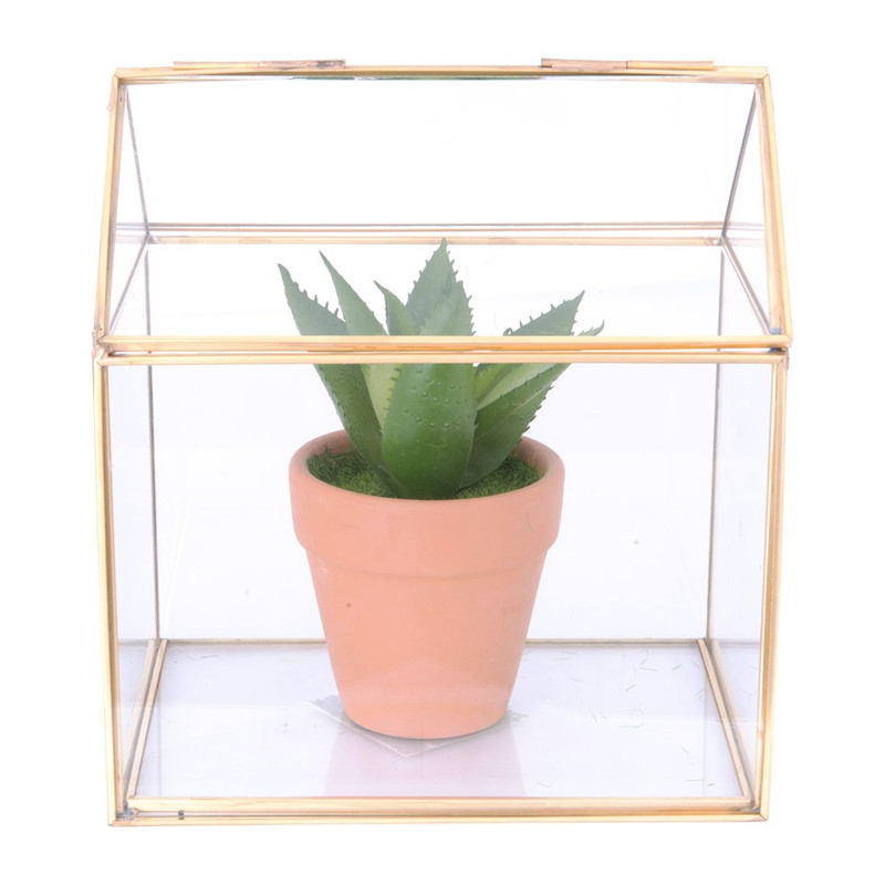 Cactus in huisvorm 