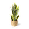 Sanseveria kunstplant - 33 cm