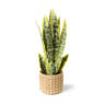 Sanseveria kunstplant - 33 cm