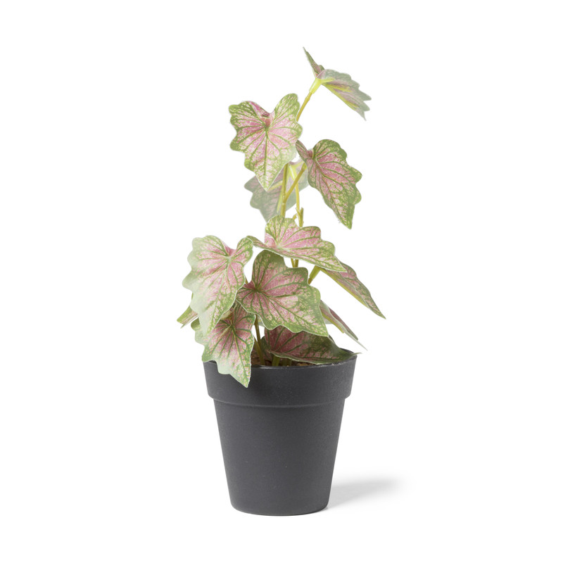 Plant mini - diverse varianten - ø9x26 cm