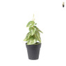 Plant mini - diverse varianten - ø9x26 cm