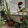 Kunstplant rode roos - 95 cm 