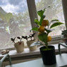 Kunst citroenboom in pot - 43 cm