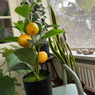 Kunst citroenboom in pot - 43 cm