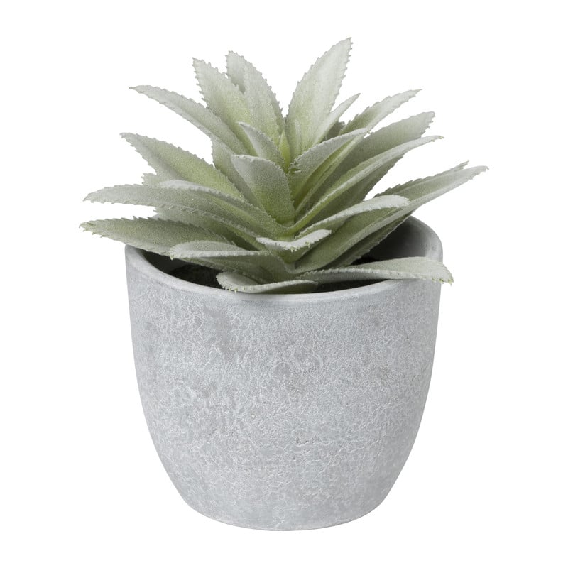 Vetplant in pot - ø12x17,5 cm - diverse varianten