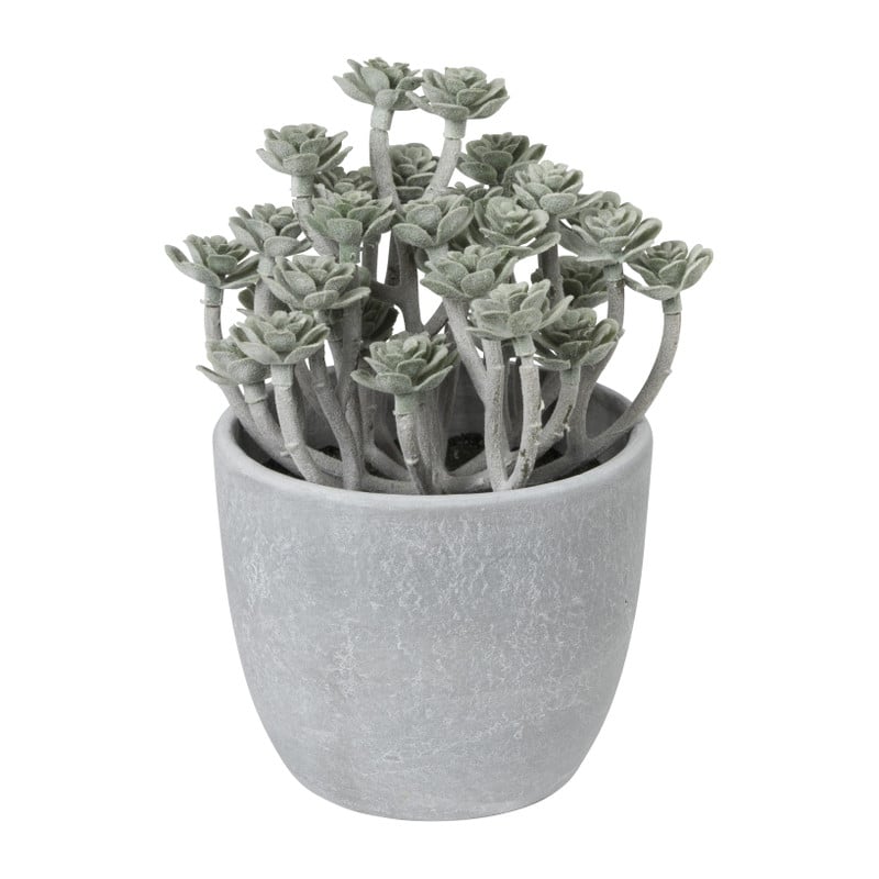 Vetplant in pot - ø12x17,5 cm - diverse varianten