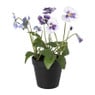 Viooltjes in pot - diverse kleuren - ø20x29 cm