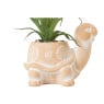 Plant in schildpad pot - 13.5x10.5x15 cm