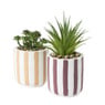 Plant in bloempot met strepen - diverse varianten - ø8x14 cm