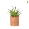 Vetplantje in pot - diverse varianten - ø8 x 16 cm
