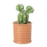 Vetplantje in pot - diverse varianten - ø8 x 16 cm