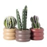 Cactus in pot hoog - ø9x20.9 cm