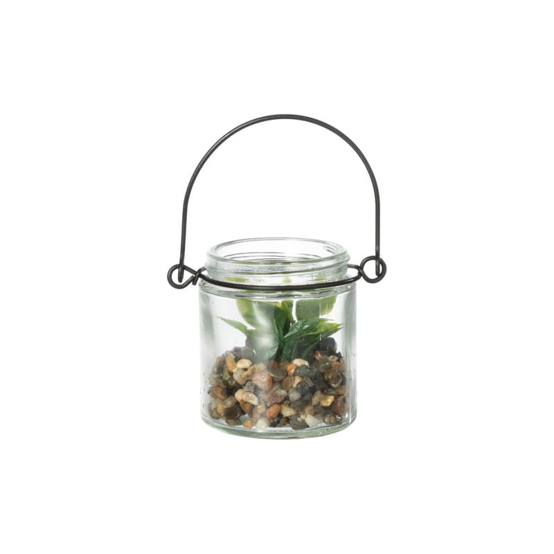 Vetplantje in glas - ø6x6.7 cm