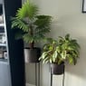 Kunstplant Chinese waaierpalm - 90 cm